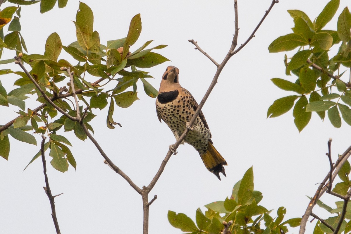 Pic flamboyant (auratus/luteus) - ML642701427