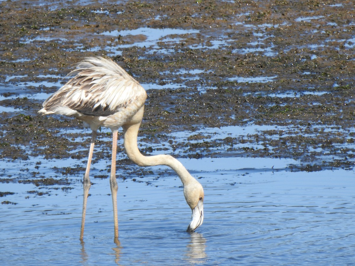 Greater Flamingo - ML642701446