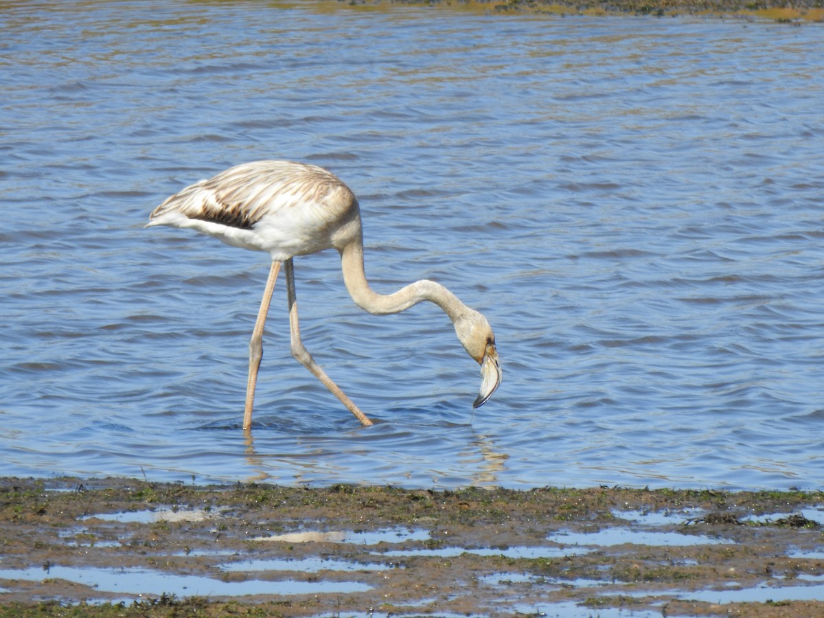 Greater Flamingo - ML642701450