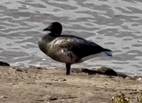Brant (Dark-bellied) - ML642701462