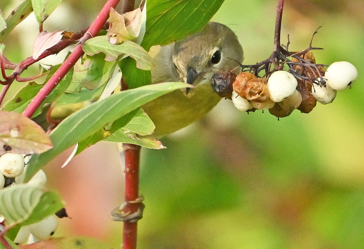 Orange-crowned Warbler - ML642701465