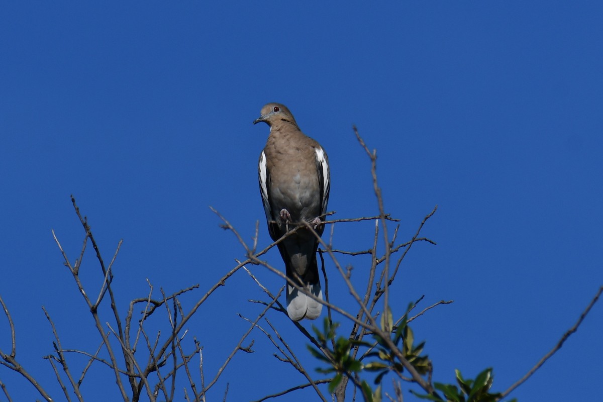 White-winged Dove - ML642701468