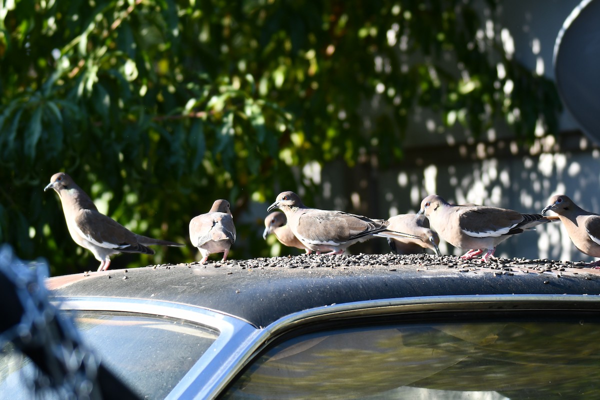 White-winged Dove - ML642701470