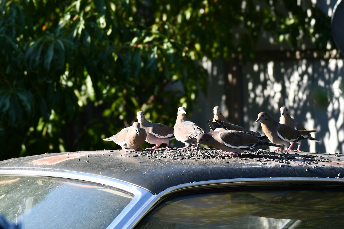 White-winged Dove - ML642701471