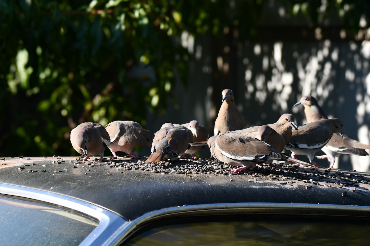 White-winged Dove - ML642701472