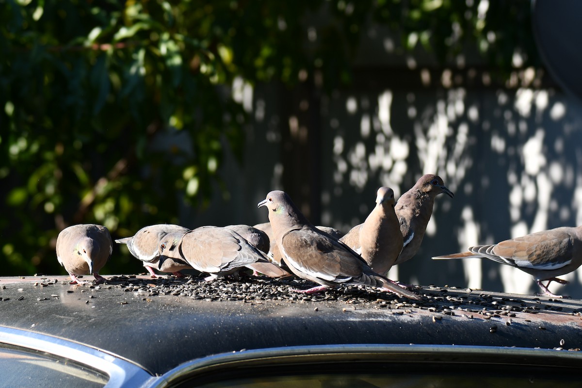 White-winged Dove - ML642701473