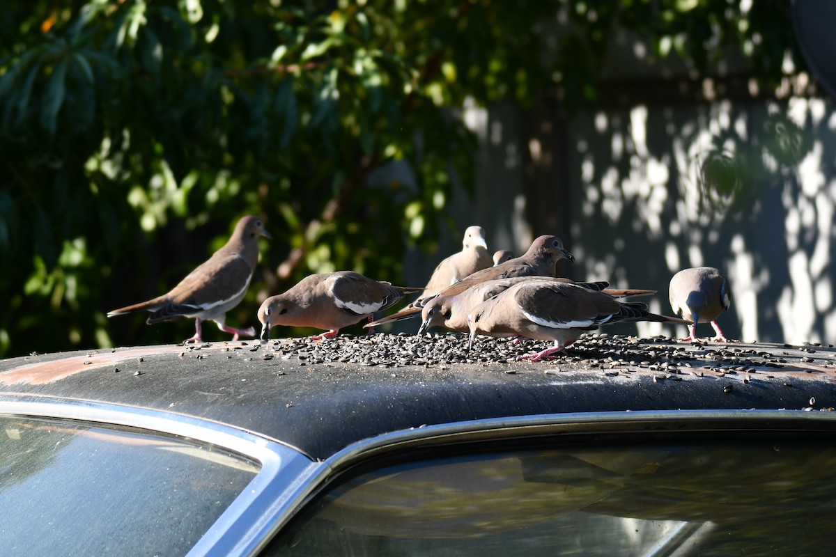 White-winged Dove - ML642701474