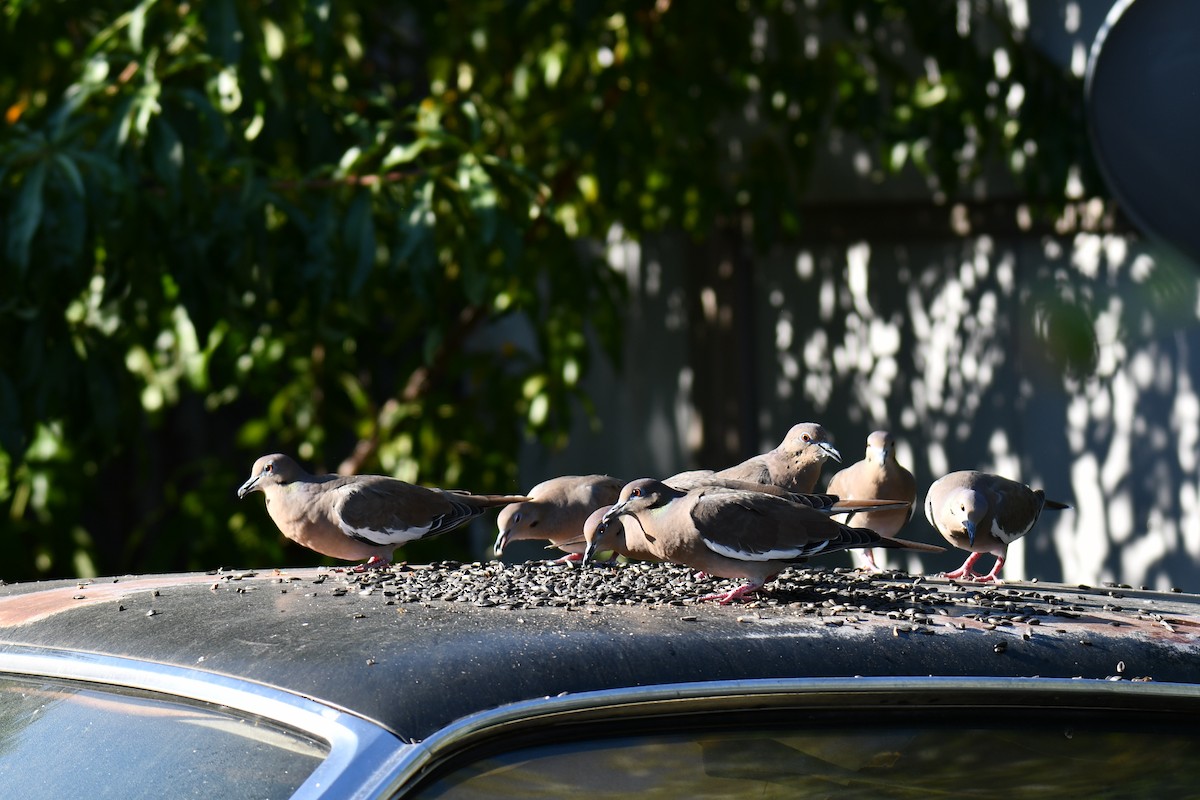 White-winged Dove - ML642701475