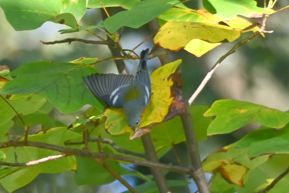 Northern Parula - ML642701480