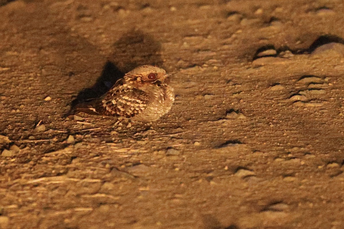 Fiery-necked Nightjar - ML642701491