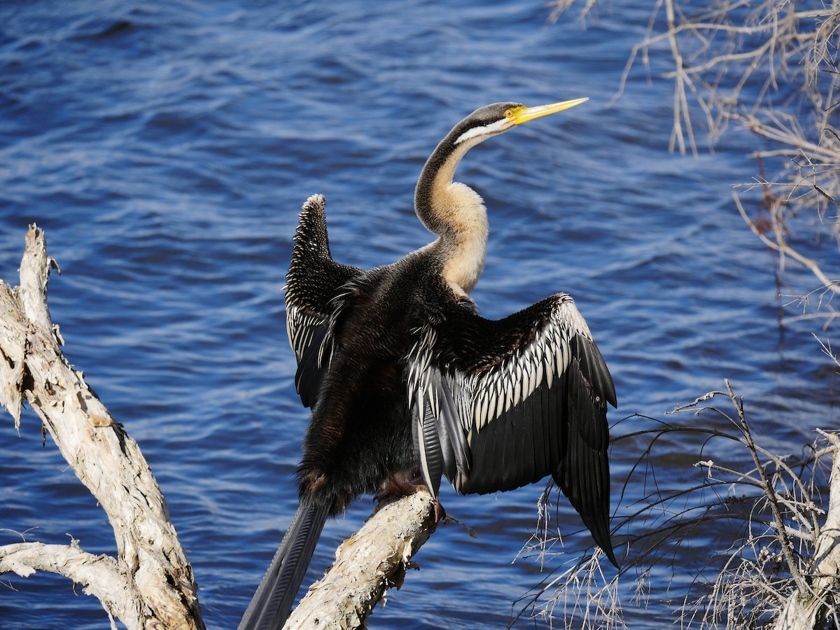 Australasian Darter - ML64270151