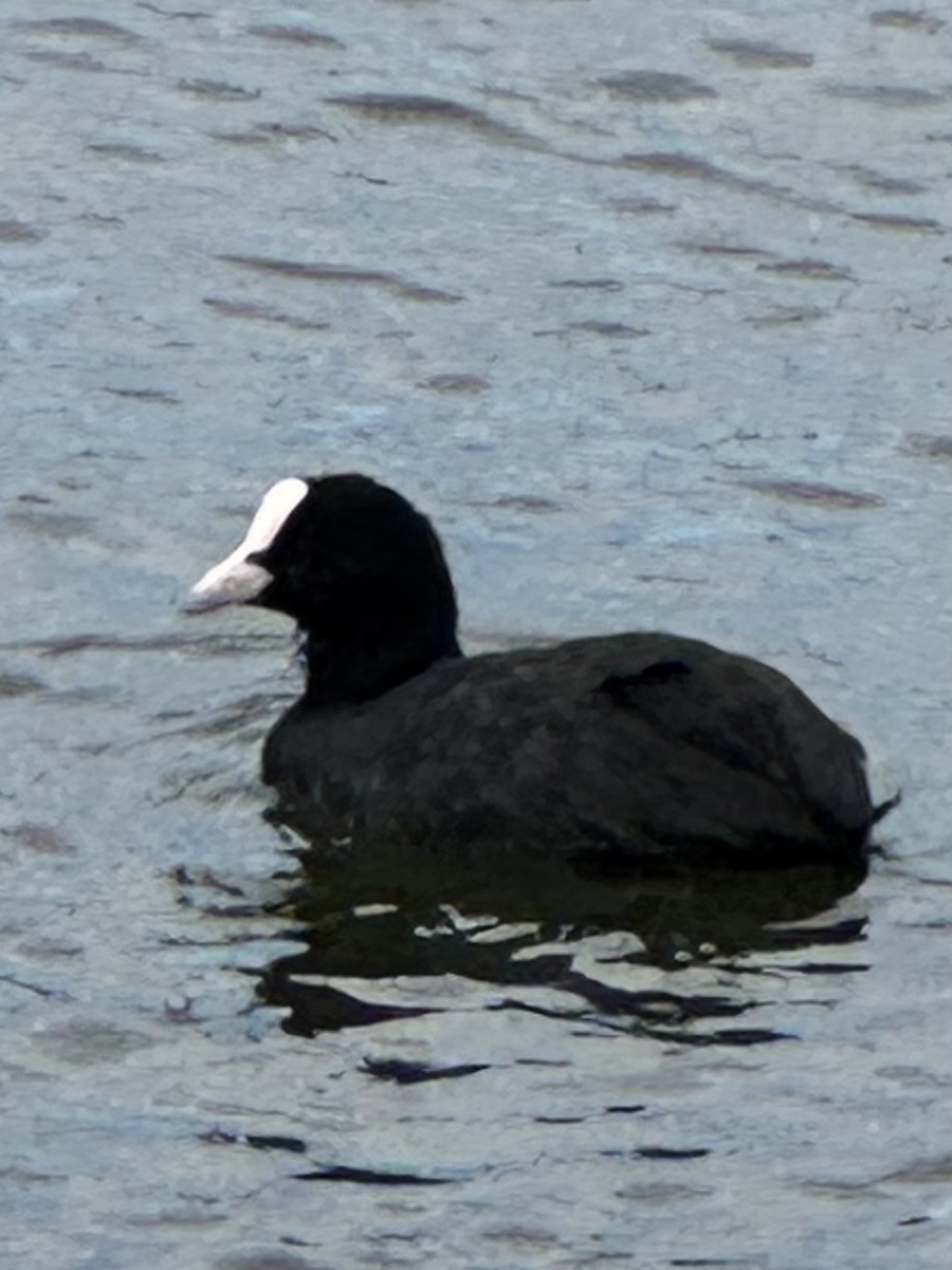 sothøne - ML642701515
