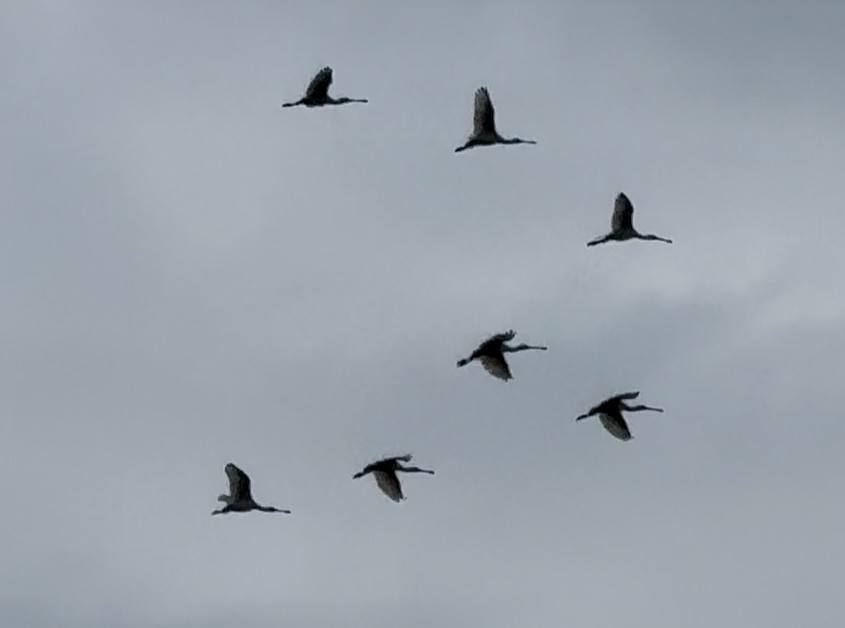 skjestork - ML642701521