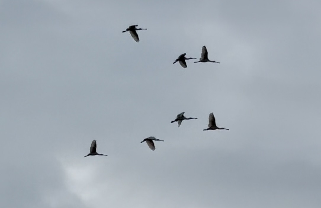 skjestork - ML642701522