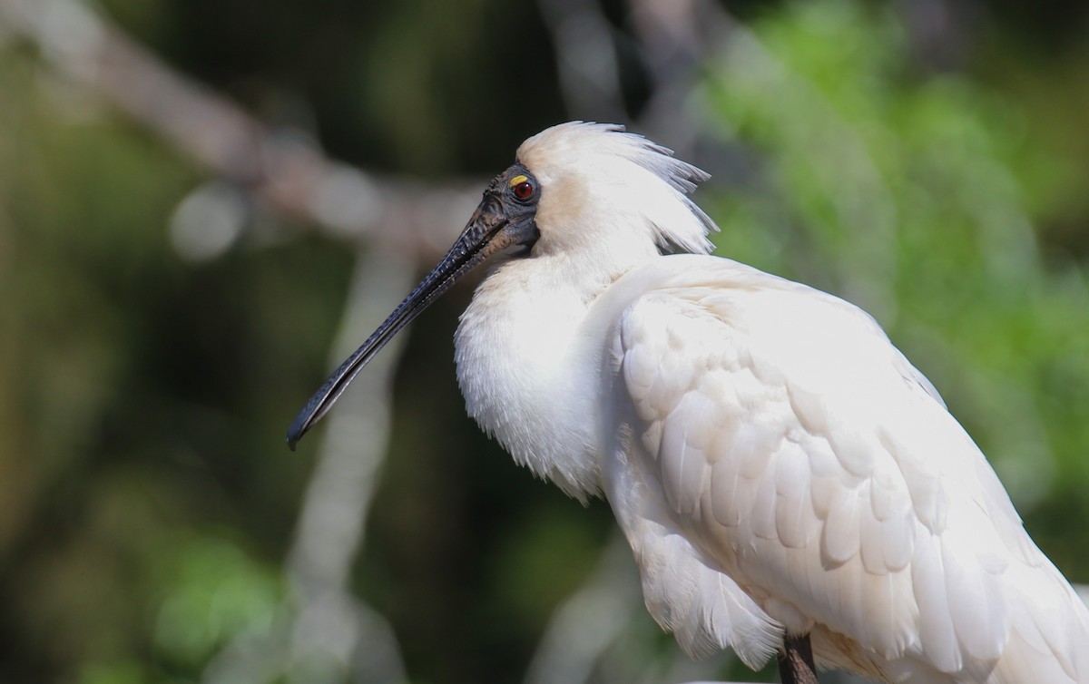 kongeskjestork - ML642701540