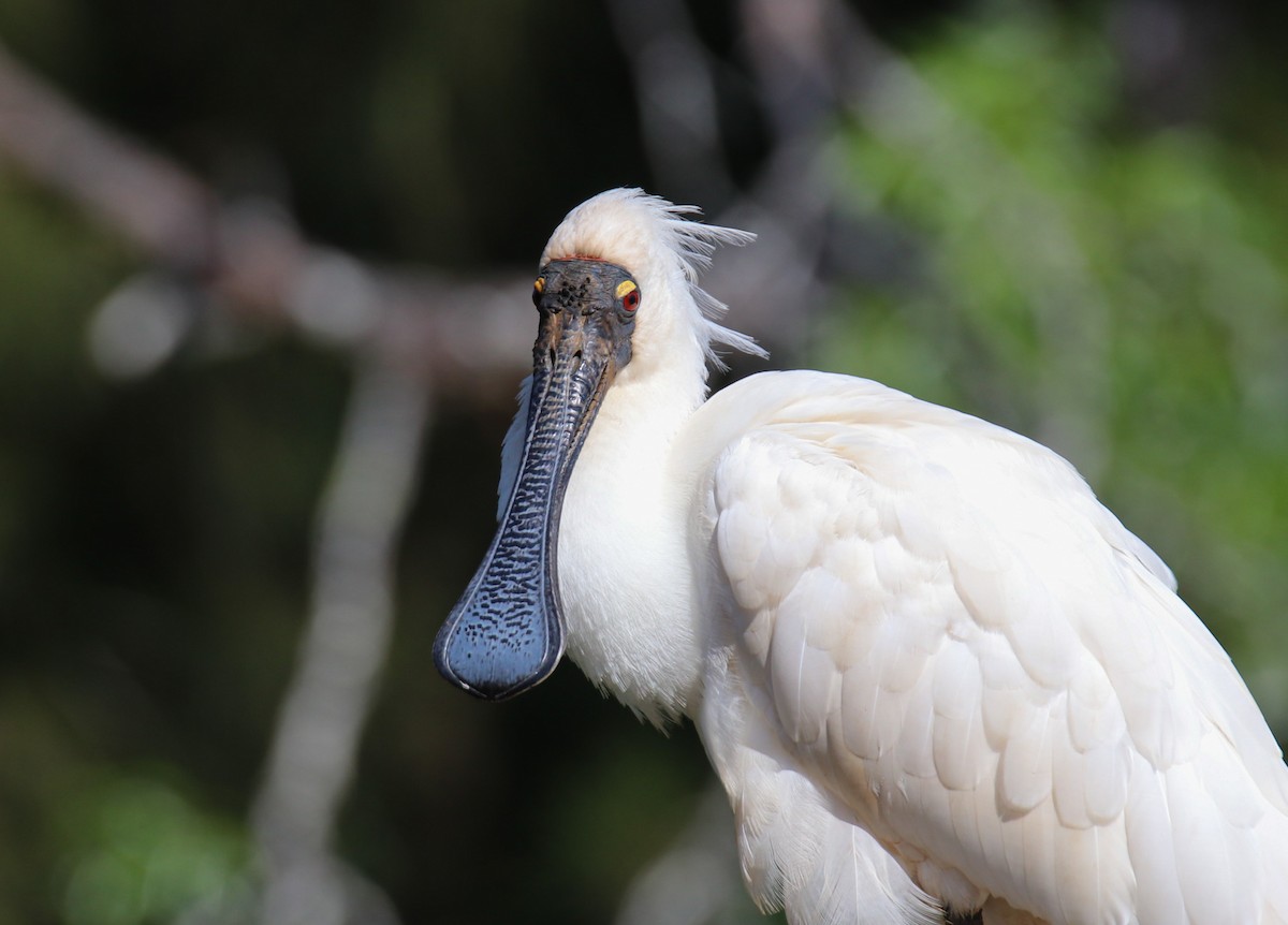 kongeskjestork - ML642701541