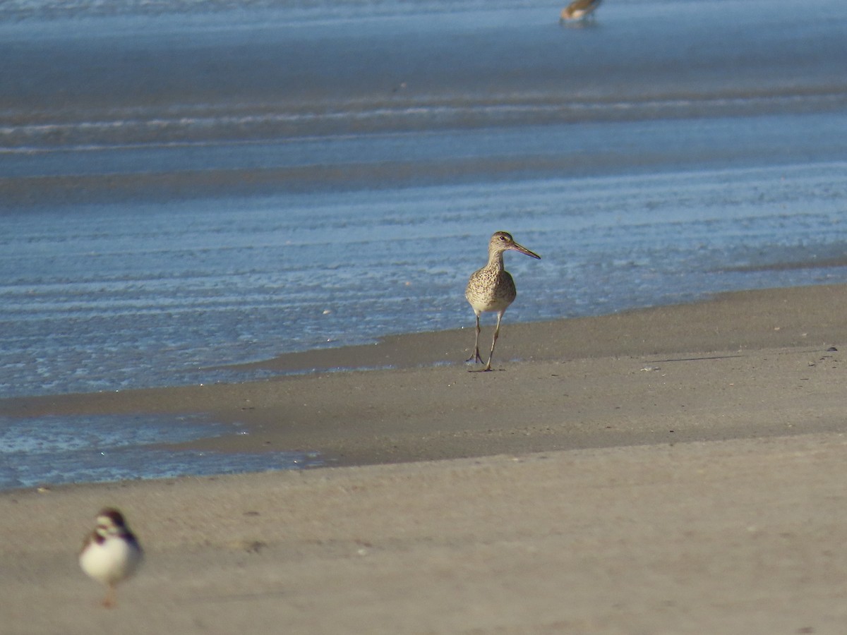 Willet - ML642701542