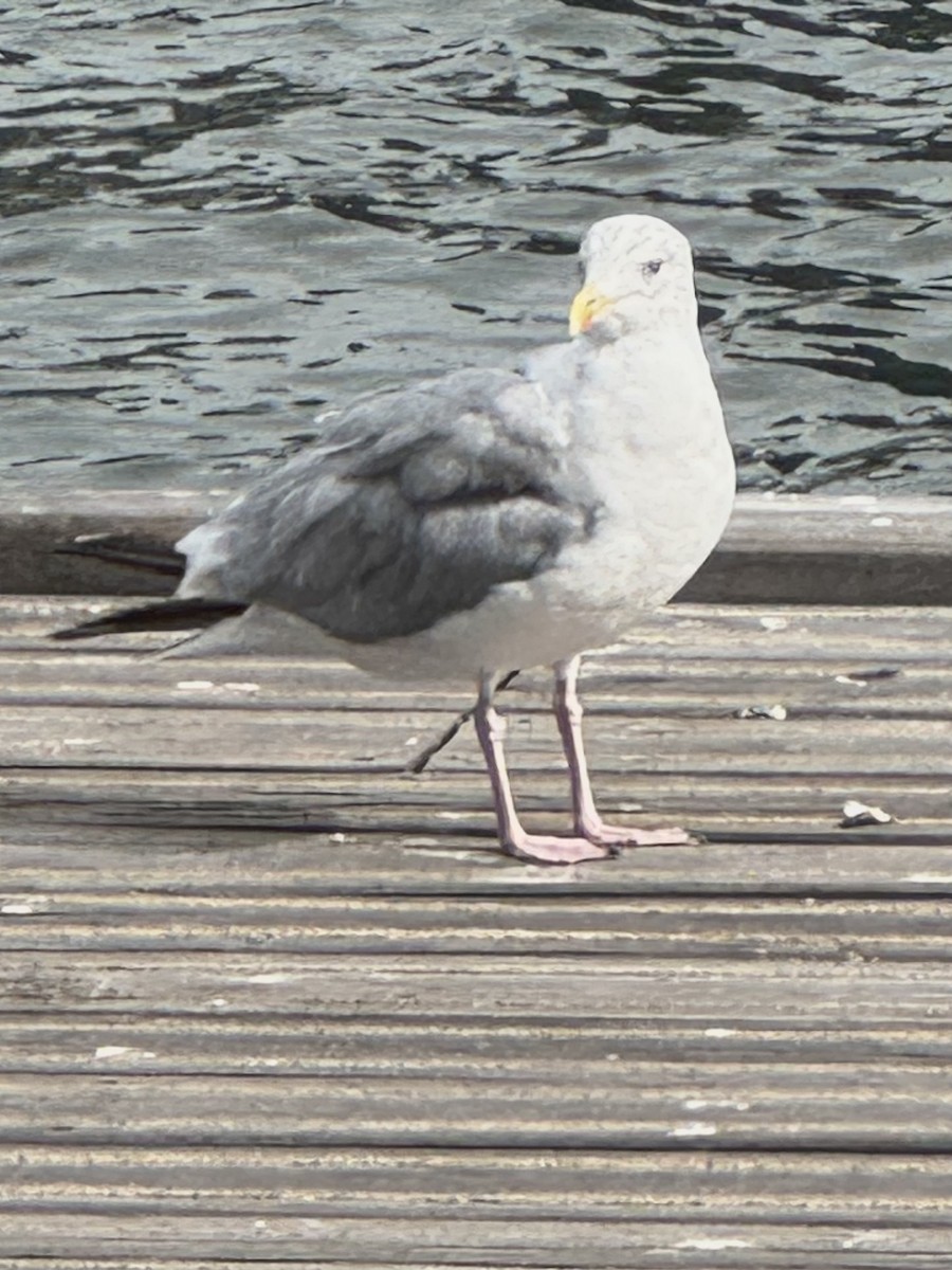 gråmåke - ML642701545