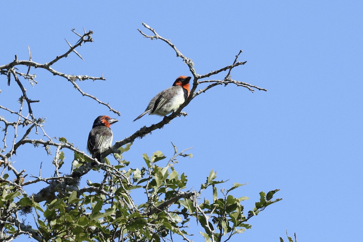 Black-collared Barbet - ML642701549
