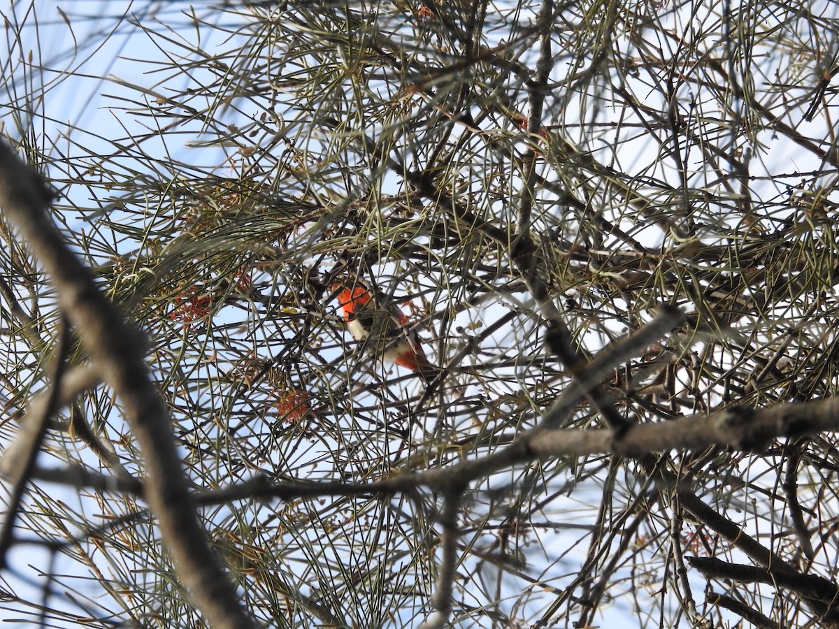 Mistletoebird - ML642701558