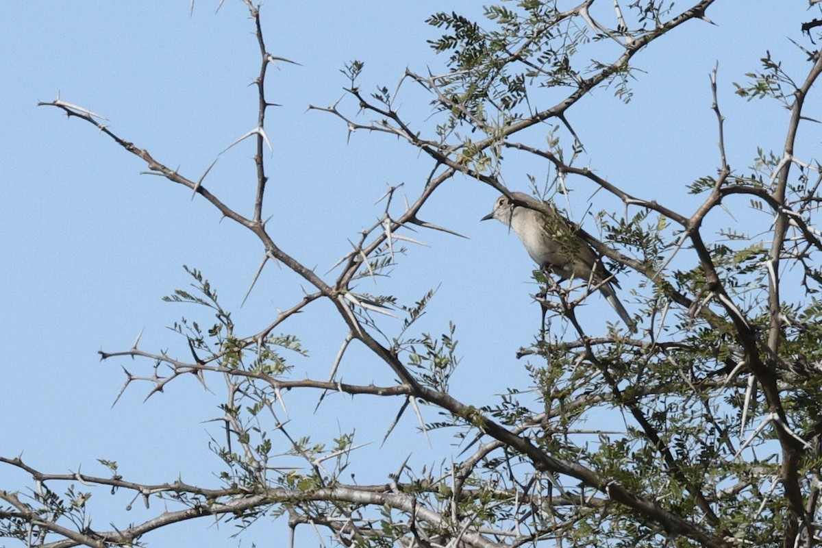 Ashy Flycatcher - ML642701594