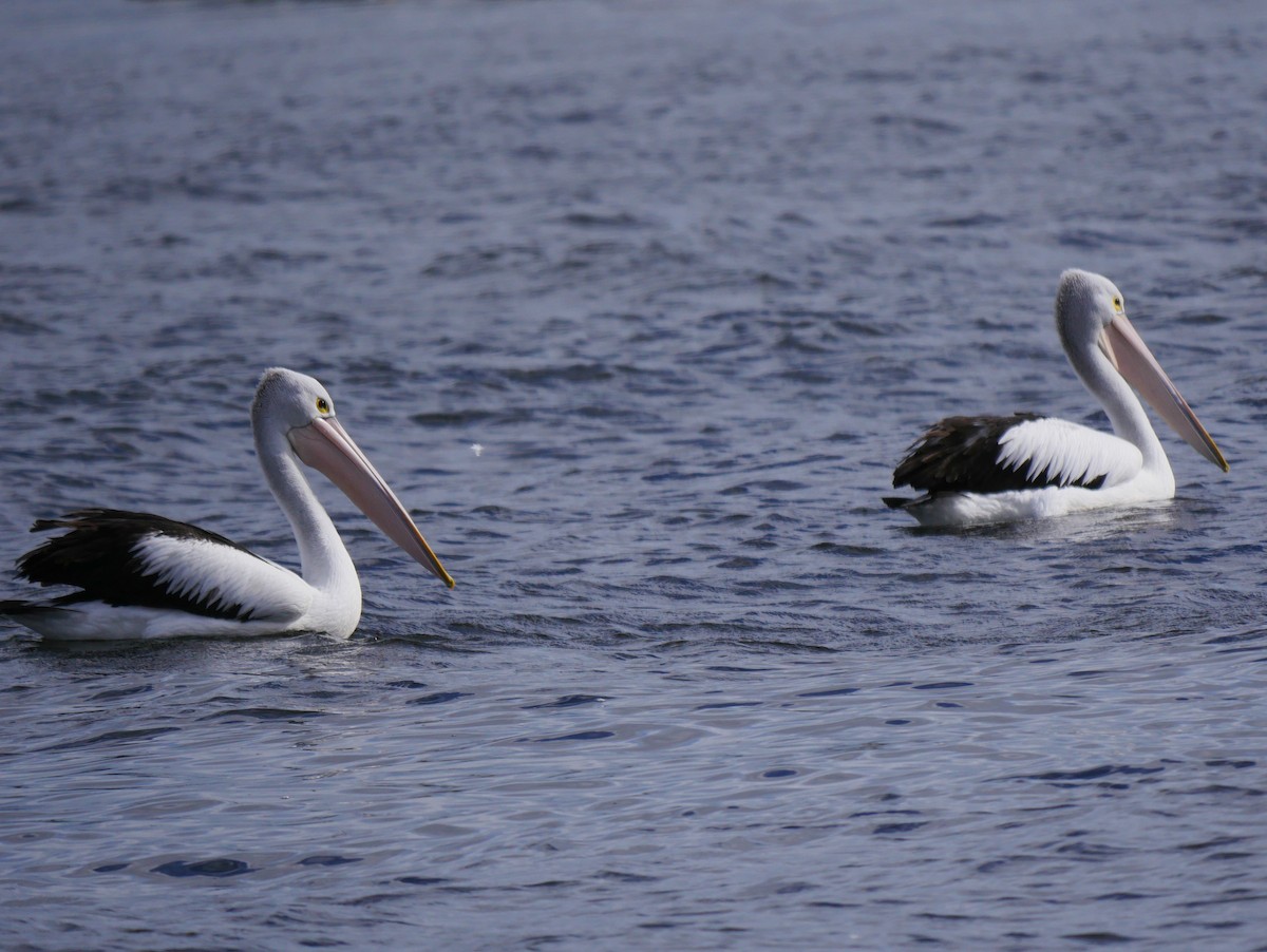 Australian Pelican - ML64270161