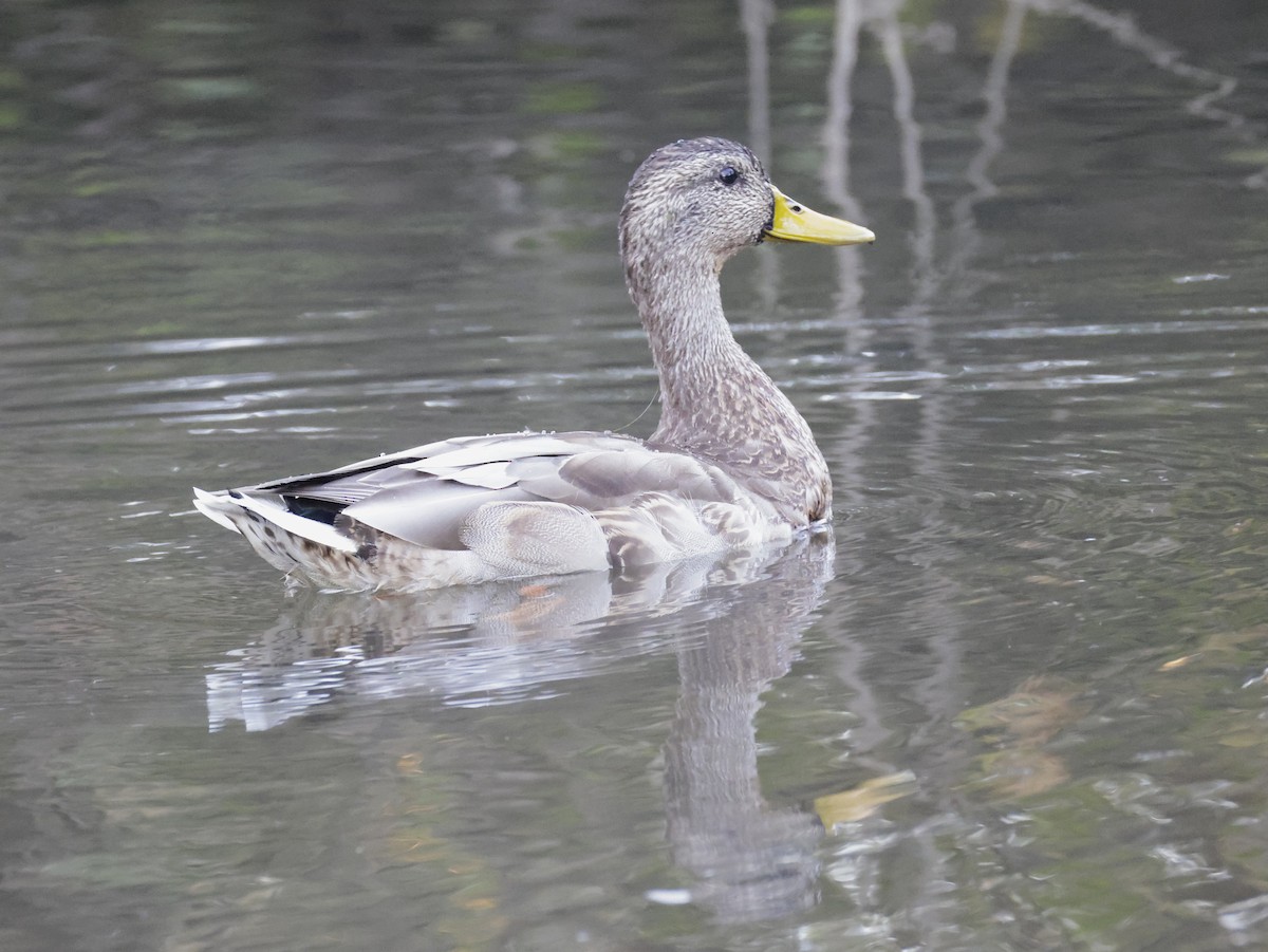 Mallard - ML642701617