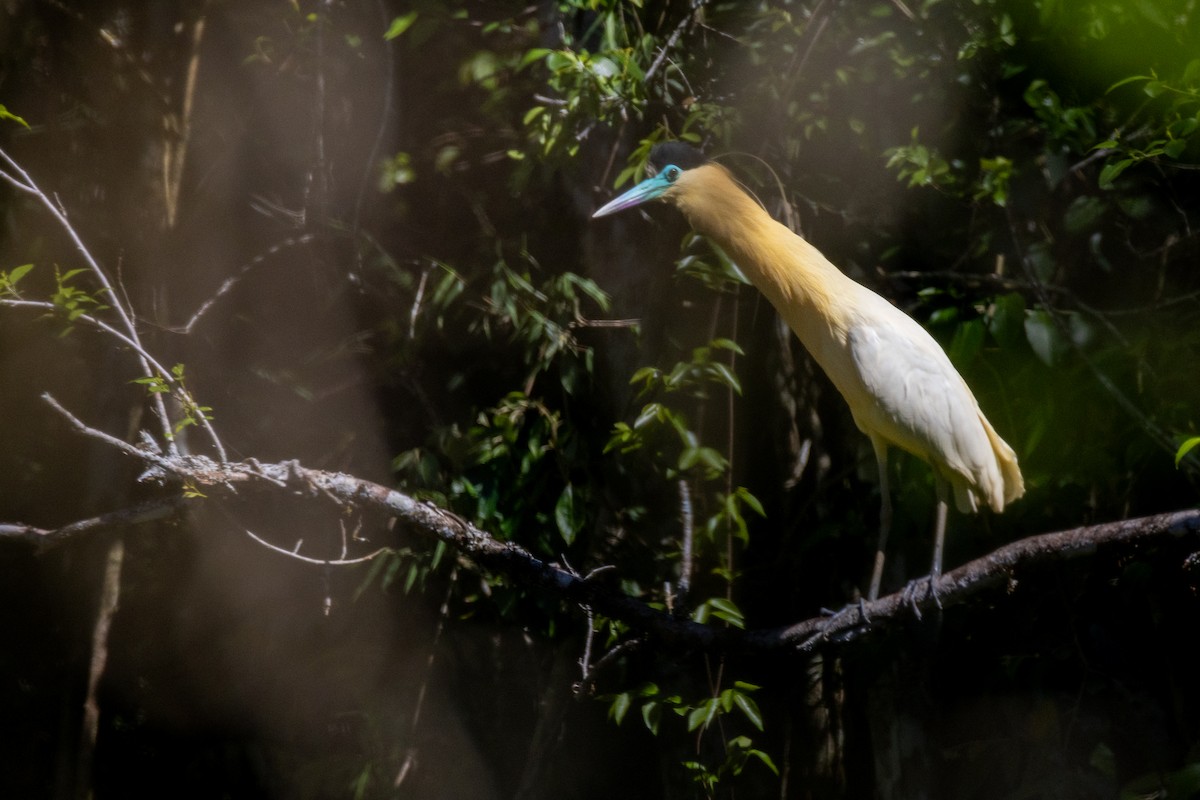 シロゴイサギ - ML642701627