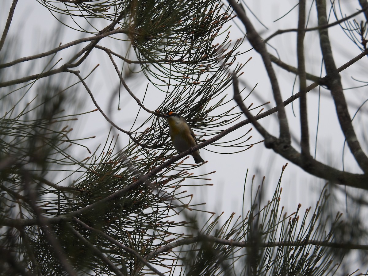 Striated Pardalote - ML642701628