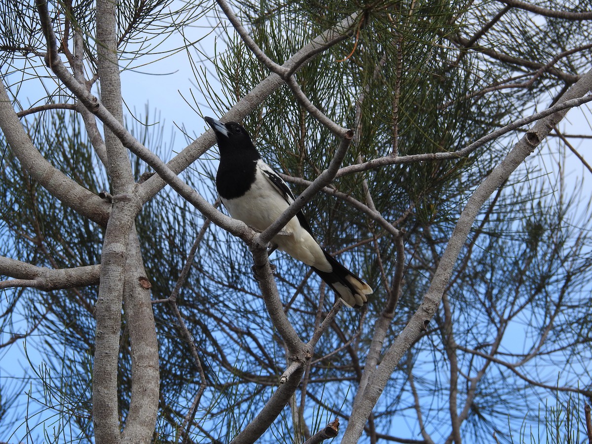 Pied Butcherbird - ML642701643
