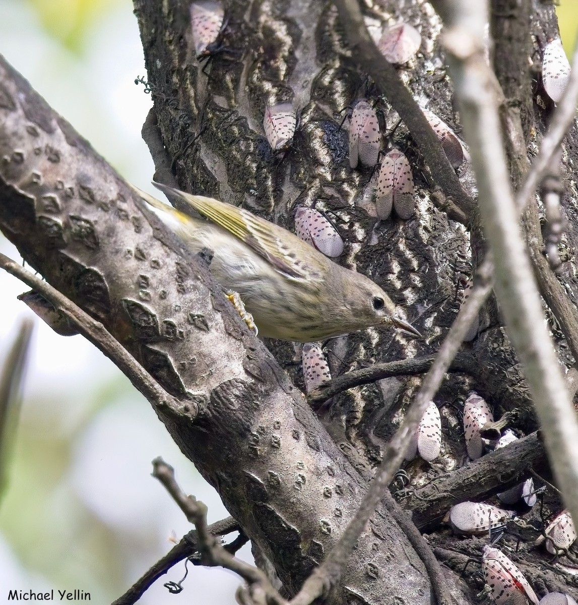 Cape May Warbler - ML642701650