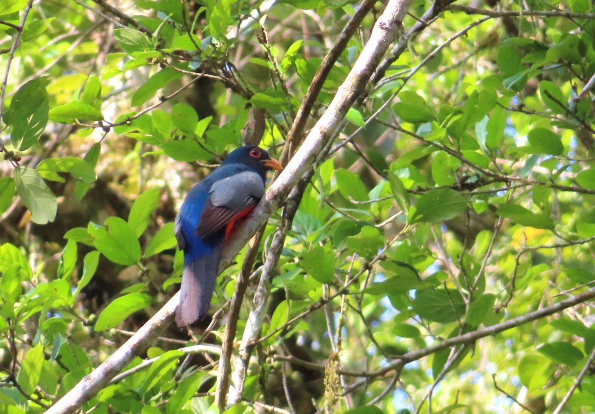 Black-tailed Trogon - ML642701667