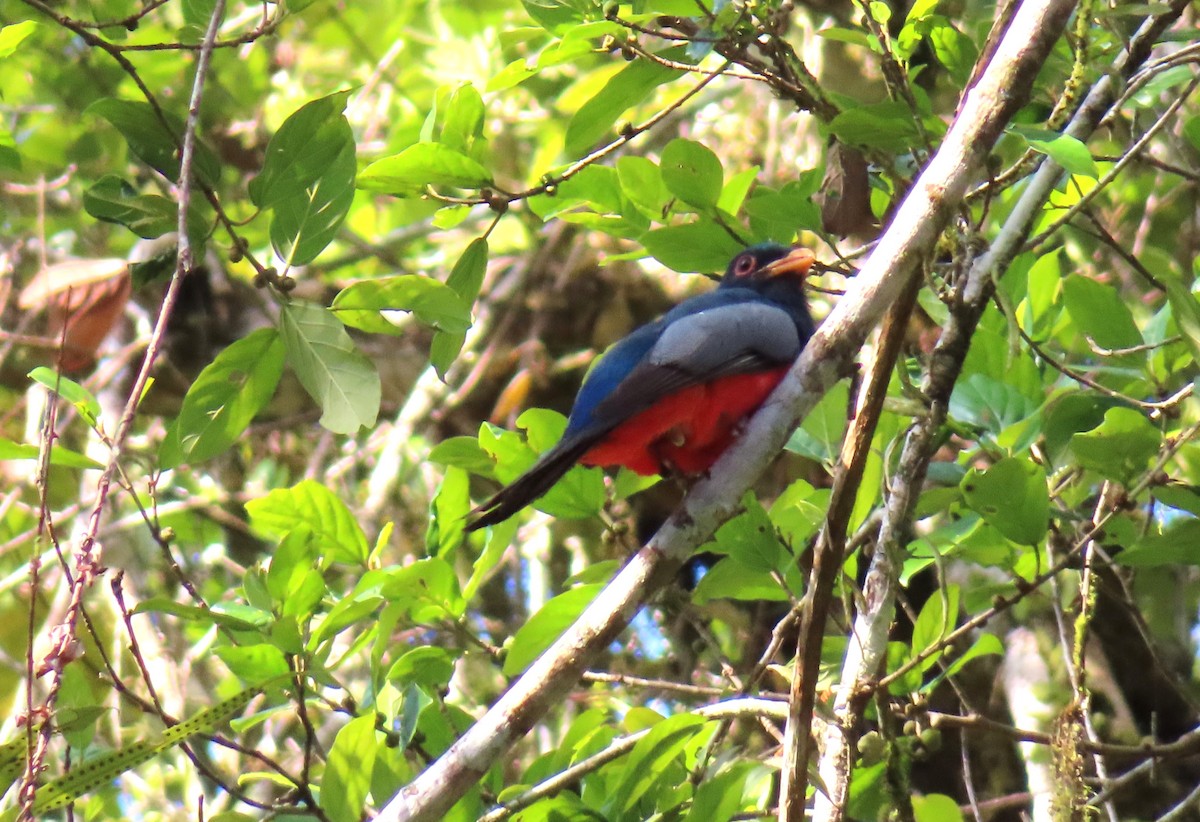 Black-tailed Trogon - ML642701669
