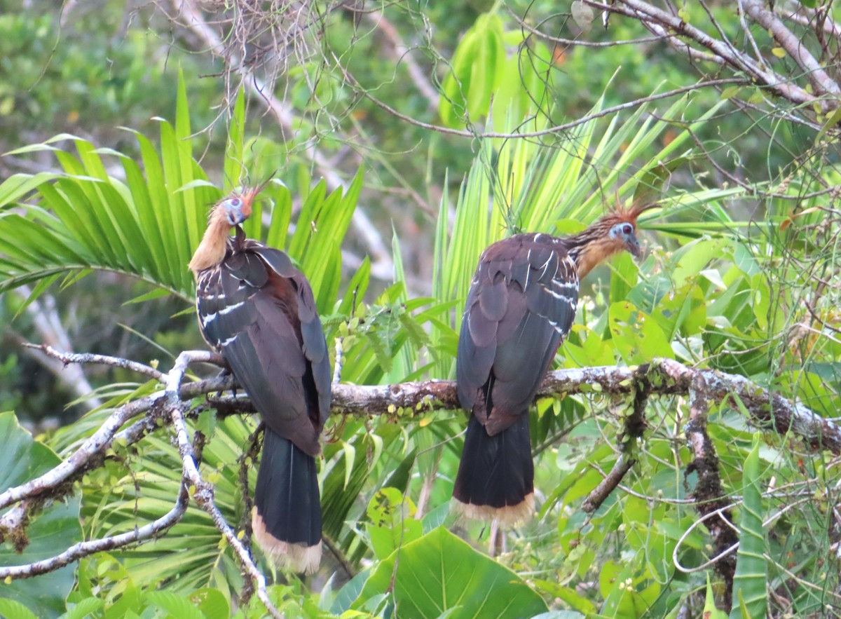 Hoatzin - ML642701677