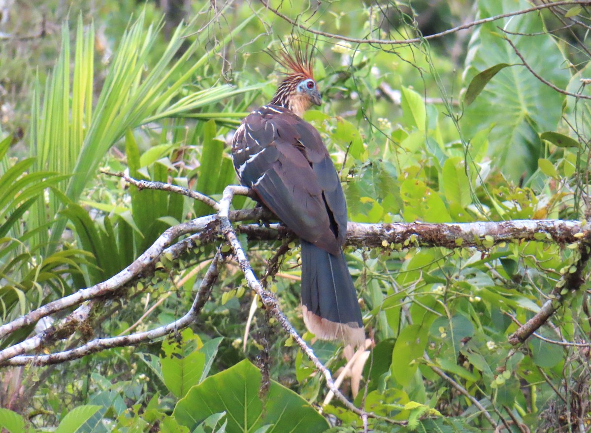 Hoatzin - ML642701681