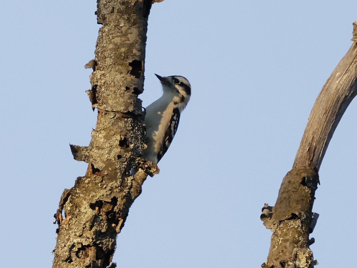 Downy Woodpecker - ML642701687
