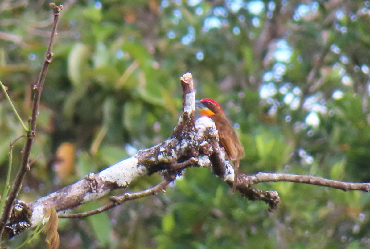 Scarlet-crowned Barbet - ML642701691