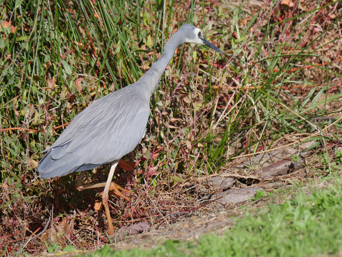 White-faced Heron - ML64270171