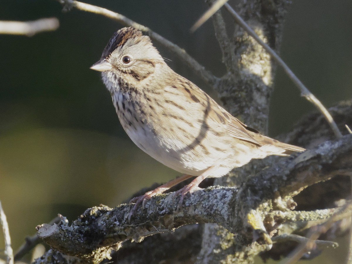 Lincoln's Sparrow - ML642701738