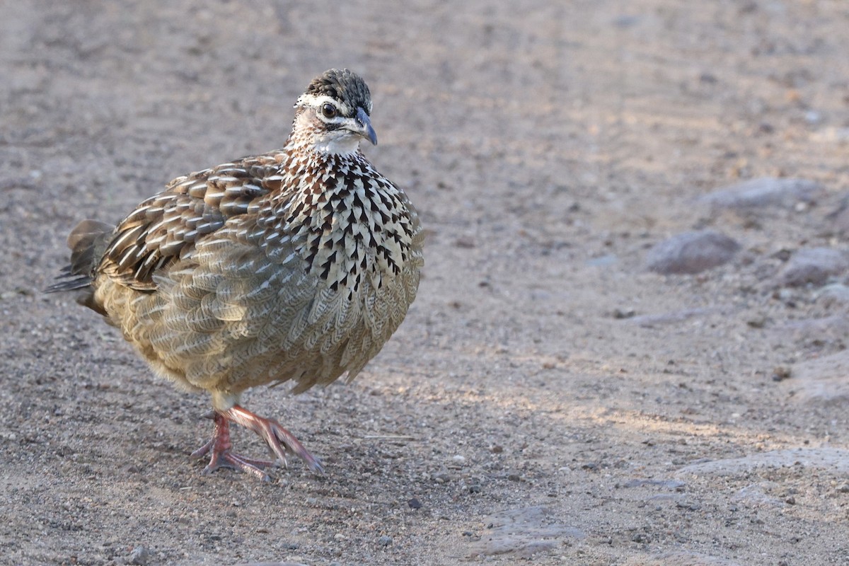 Crested Francolin - ML642701739