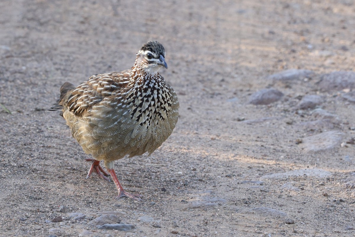 Crested Francolin - ML642701740