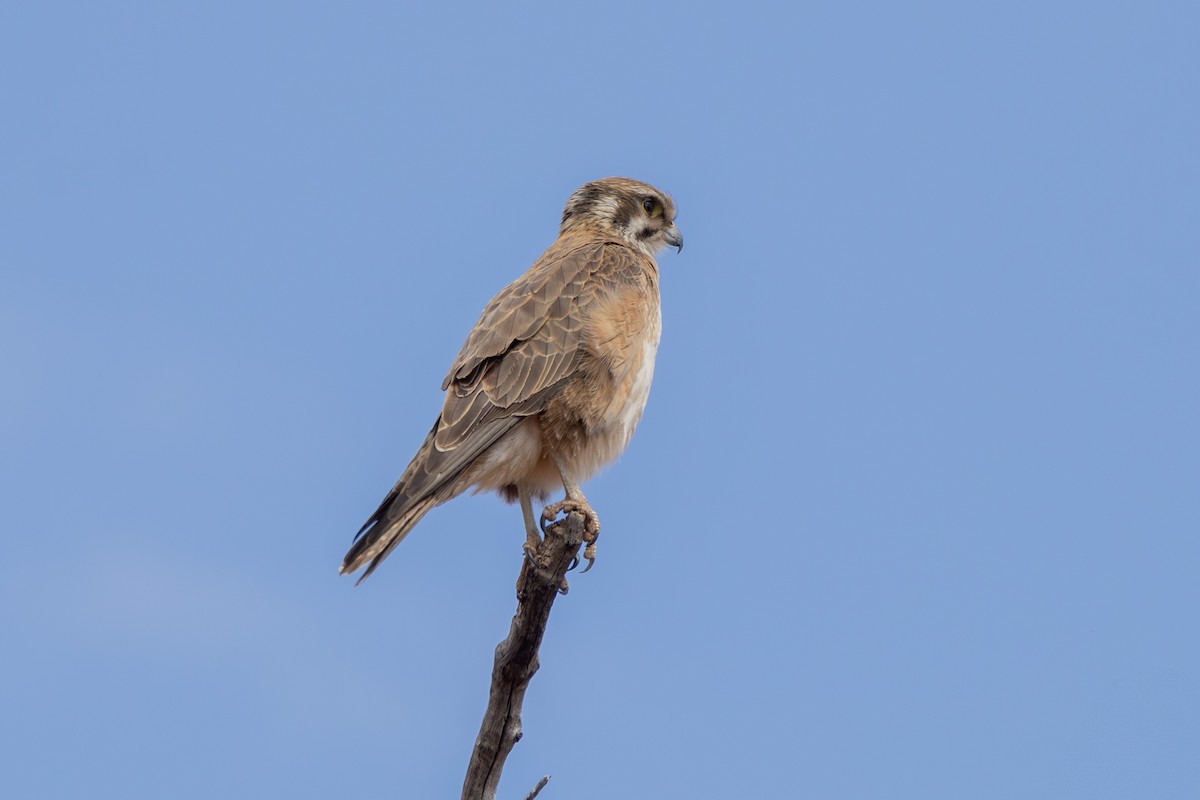 Brown Falcon - ML642701742