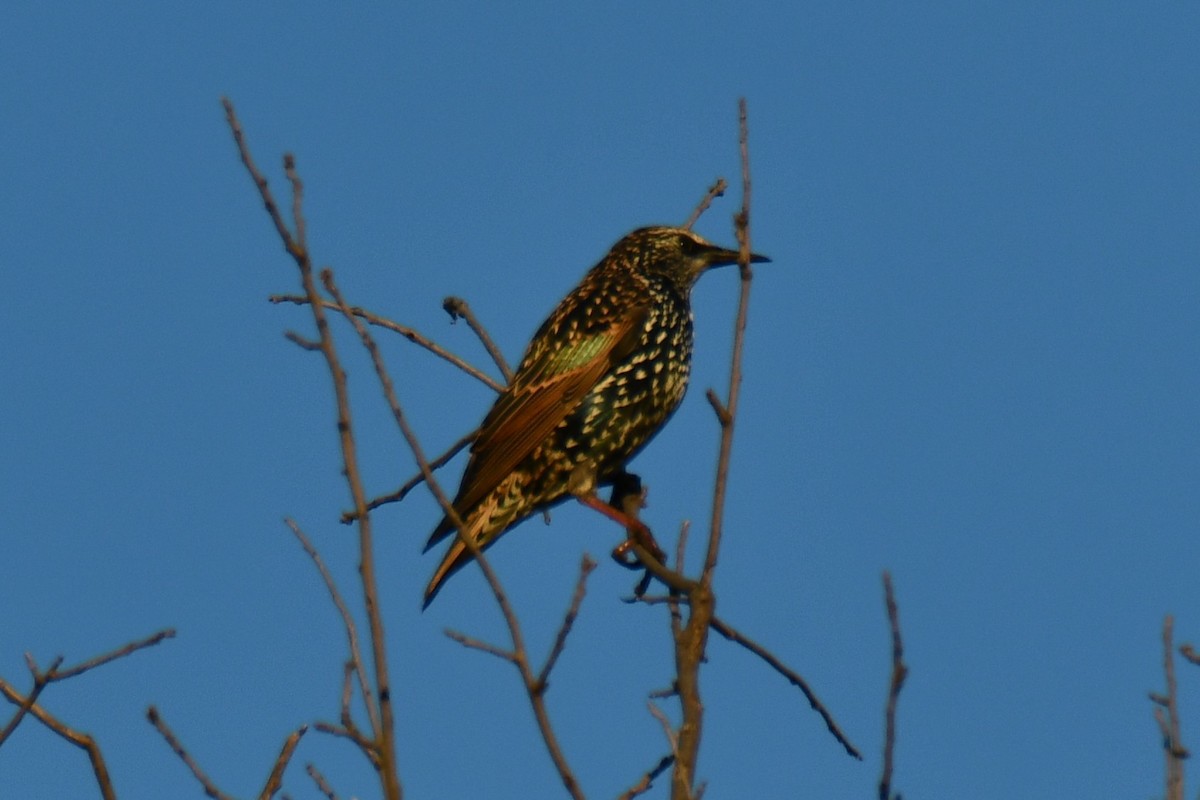European Starling - ML642701744