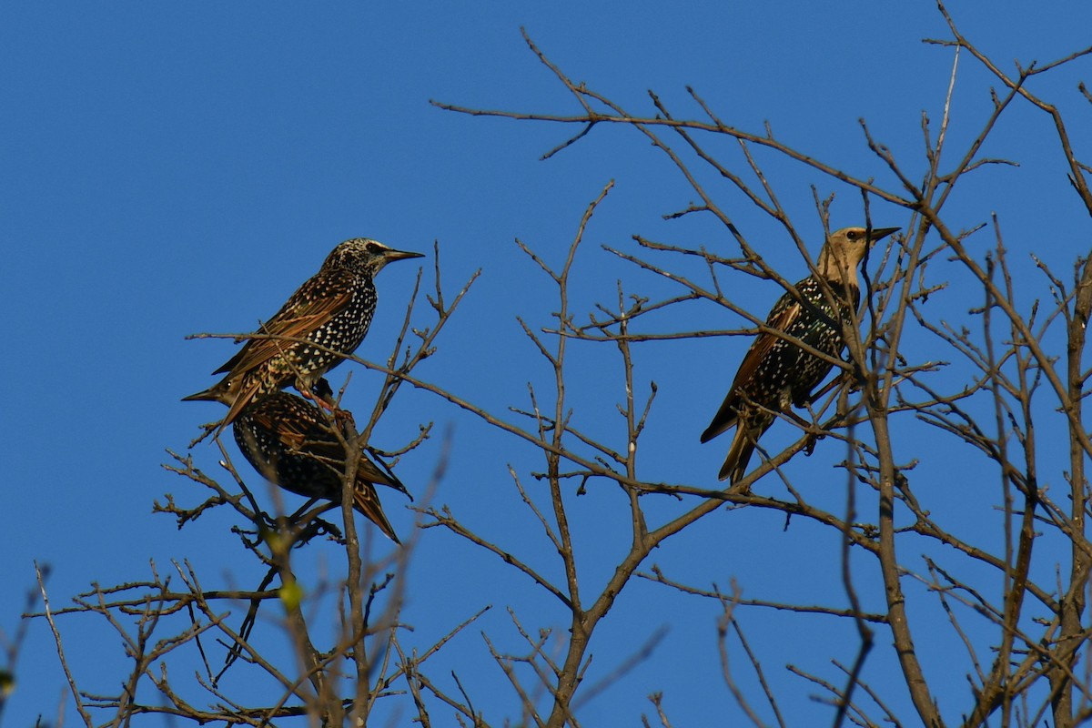 European Starling - ML642701746