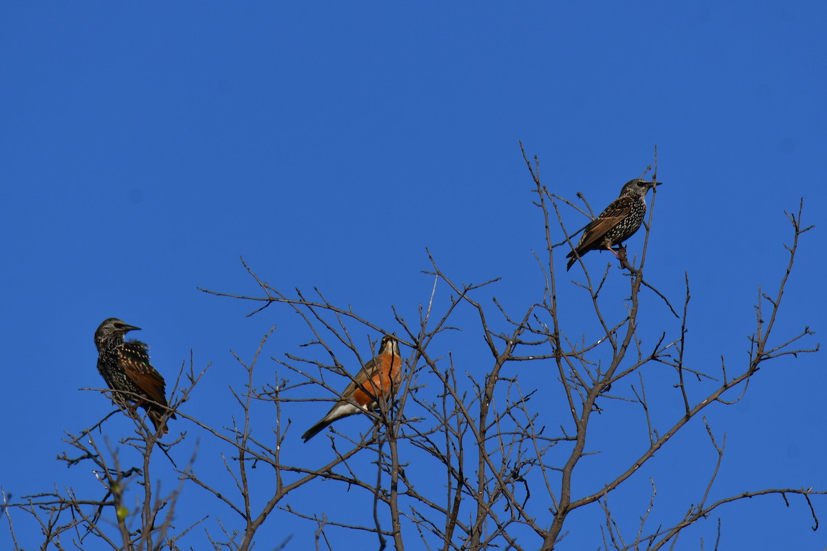 European Starling - ML642701747