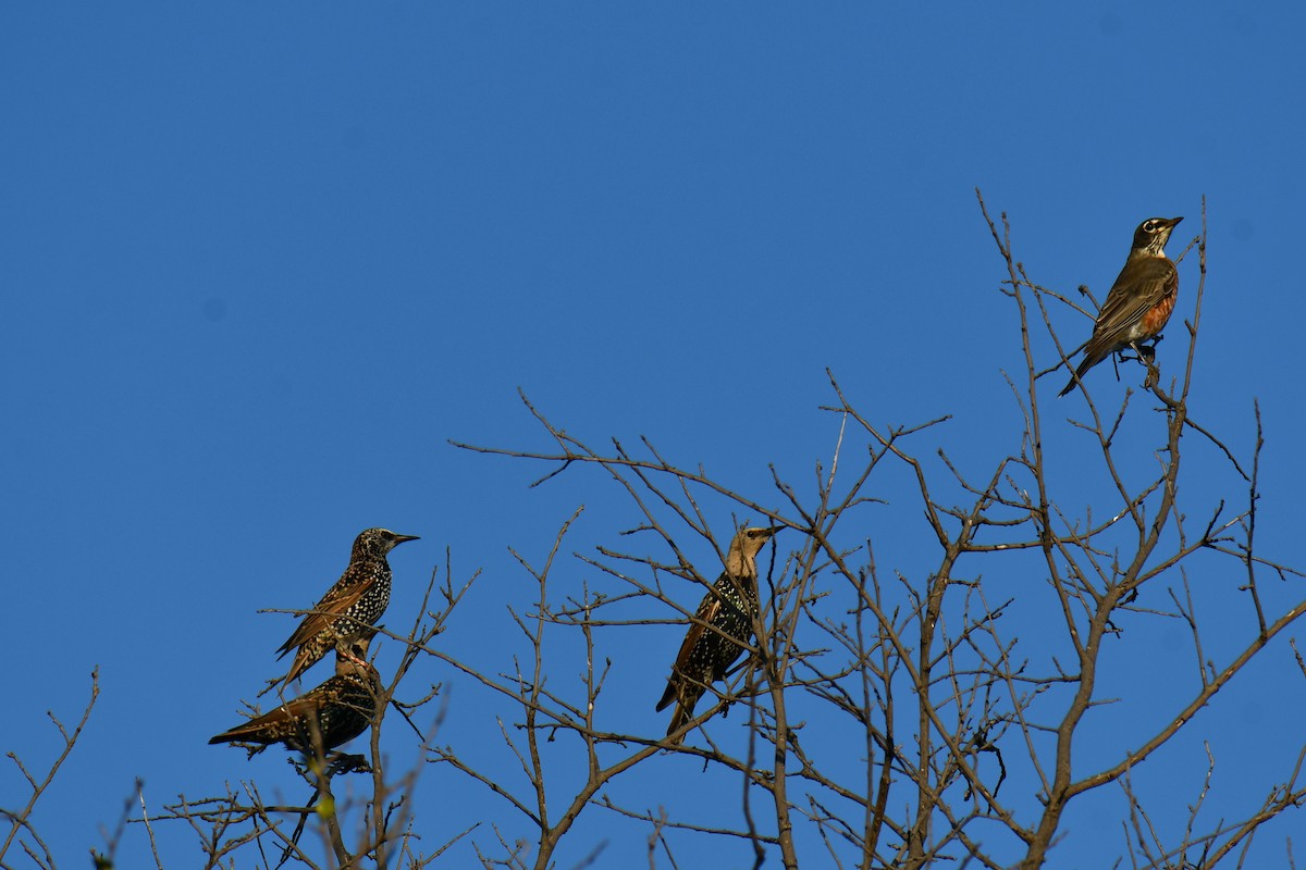 European Starling - ML642701748