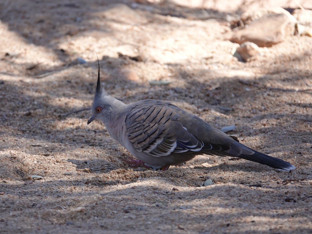 Crested Pigeon - ML642701750