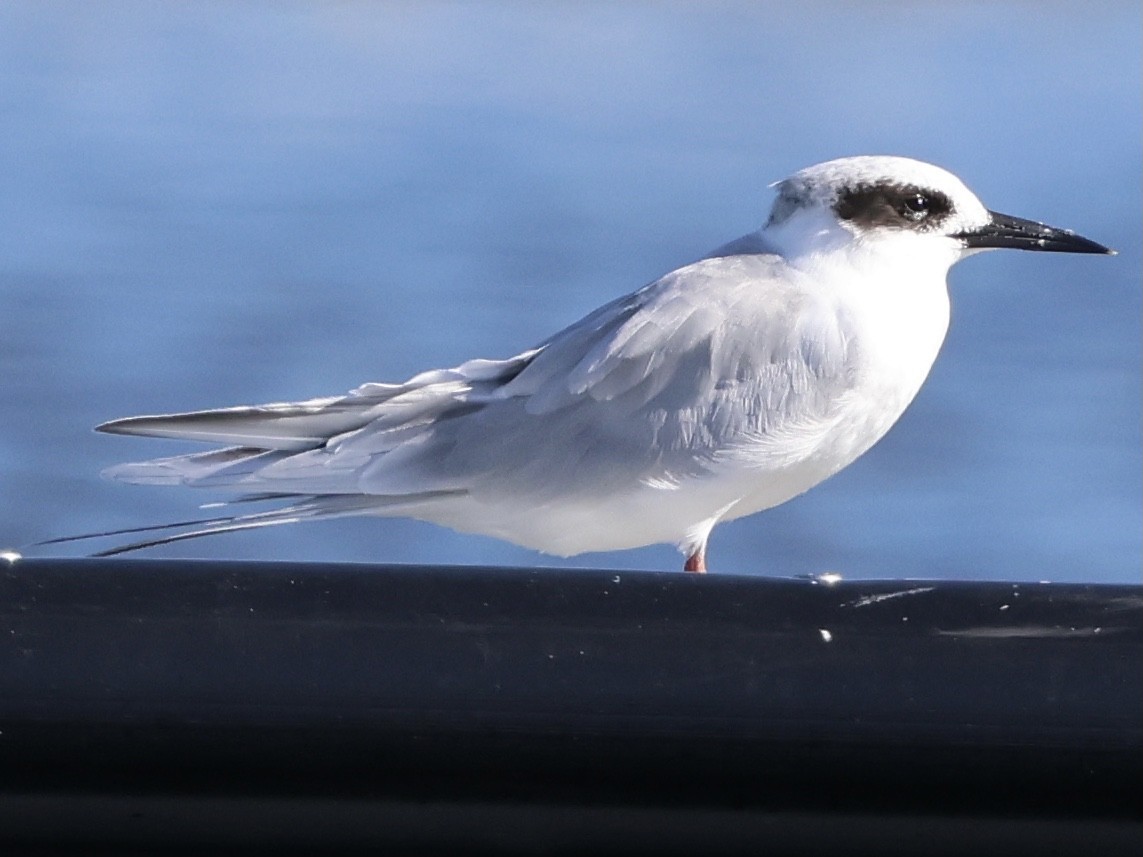 Forster's Tern - ML642701752