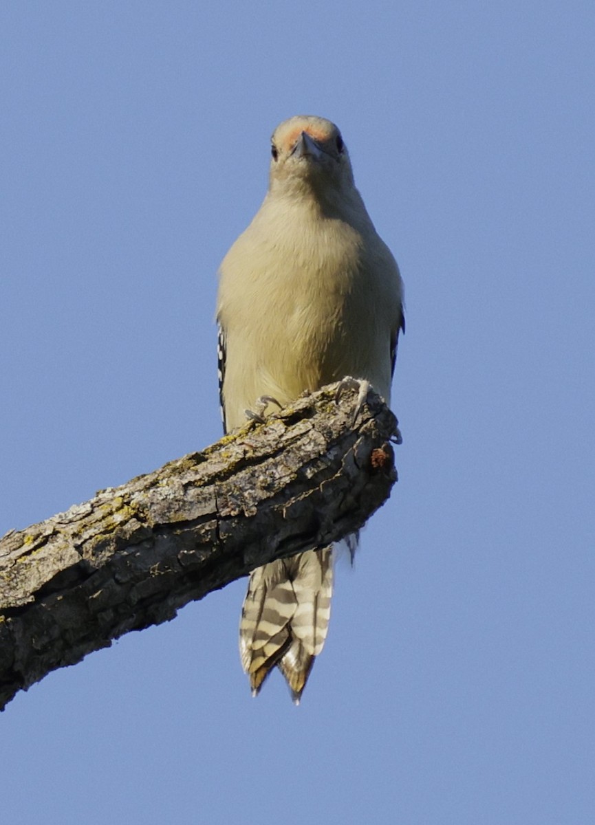 Red-bellied Woodpecker - ML642701753