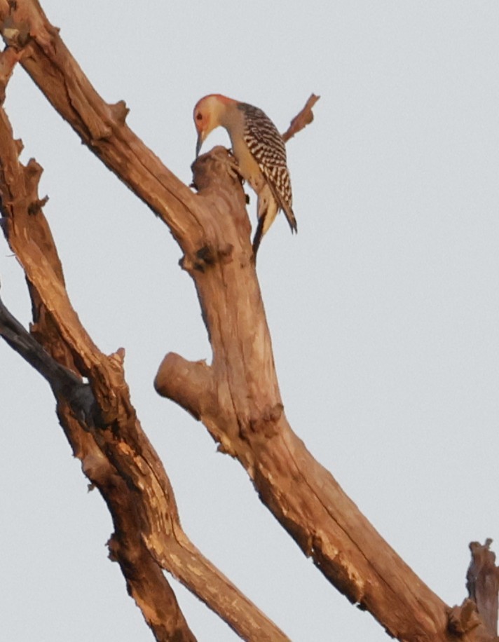 Red-bellied Woodpecker - ML642701754